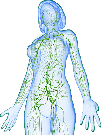 lymphsystem